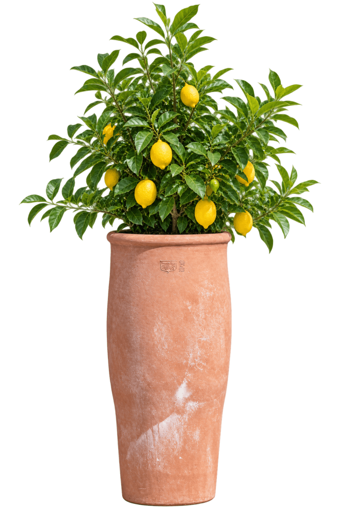 Vaso Primitivo Alto – Grand pot en terre cuite d’Impruneta